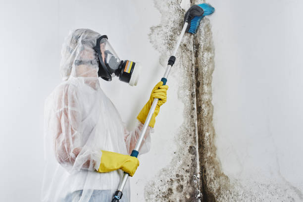 Best Black Mold Remediation in Batesville, MS