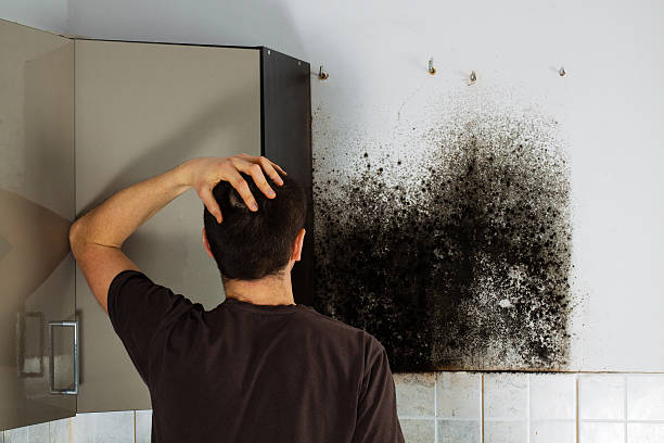 Best Basement Mold Remediation in Batesville, MS
