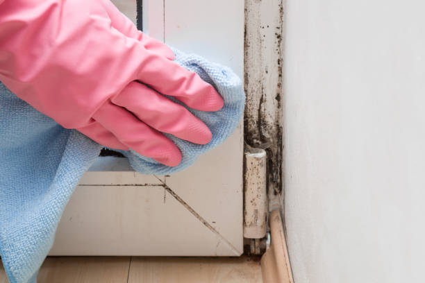 Best Emergency Mold Remediation in Batesville, MS